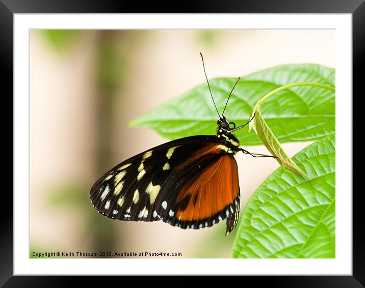 Hecale's Longwing Framed Mounted Print by Keith Thorburn EFIAP/b