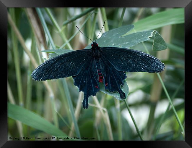Black Rose Butterfly Framed Print by Keith Thorburn EFIAP/b