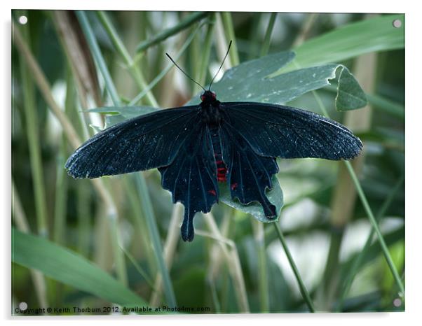 Black Rose Butterfly Acrylic by Keith Thorburn EFIAP/b