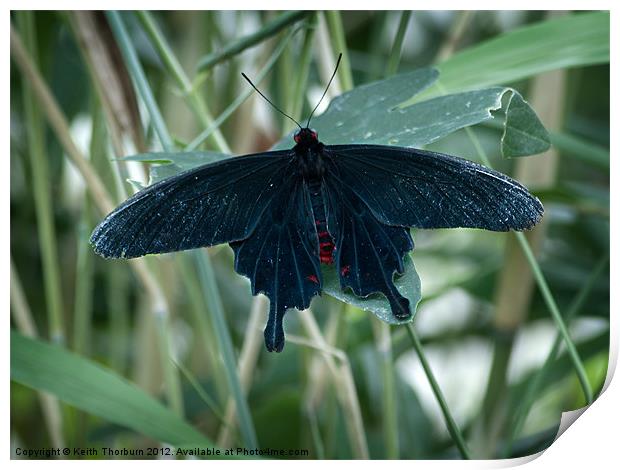 Black Rose Butterfly Print by Keith Thorburn EFIAP/b