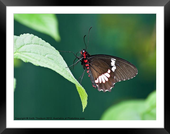 Scarlet Swallowtail Framed Mounted Print by Keith Thorburn EFIAP/b