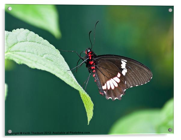 Scarlet Swallowtail Acrylic by Keith Thorburn EFIAP/b
