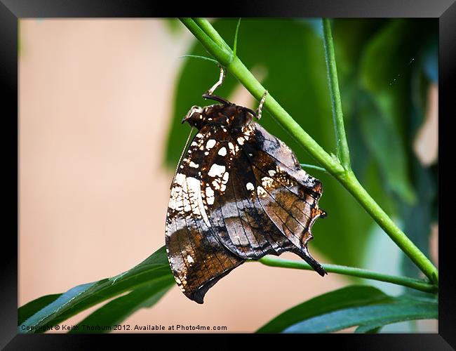 Swallowtail Family Framed Print by Keith Thorburn EFIAP/b