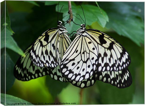 Tree Nymph Canvas Print by Keith Thorburn EFIAP/b