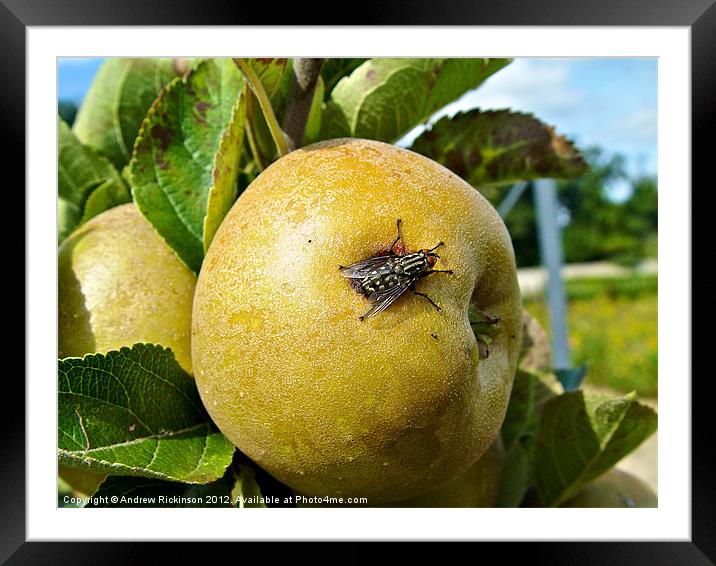 Fly resting on an apple Framed Mounted Print by Andrew Rickinson