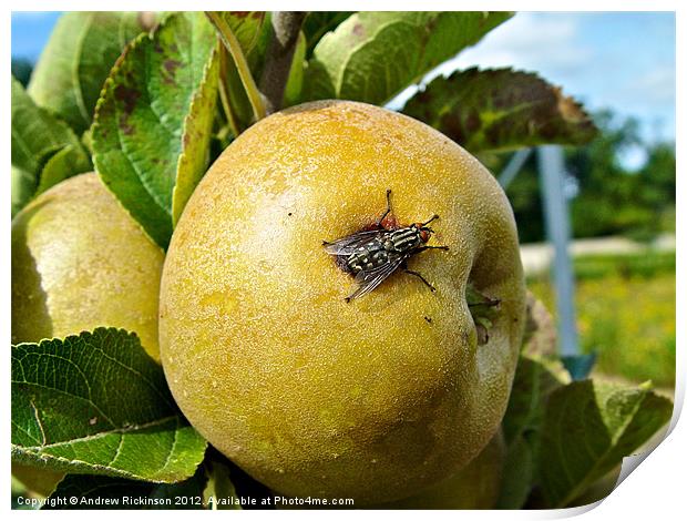 Fly resting on an apple Print by Andrew Rickinson