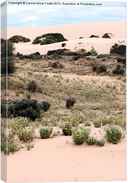 Dunes & Wildflowers Canvas Print by Carole-Anne Fooks