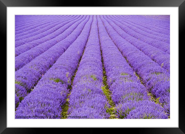 Lavender Fields Kent Framed Mounted Print by Jim Hellier