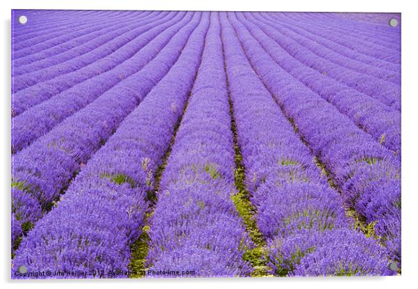 Lavender Fields Kent Acrylic by Jim Hellier