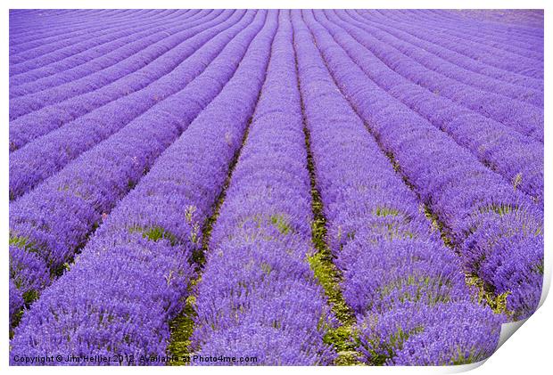 Lavender Fields Kent Print by Jim Hellier