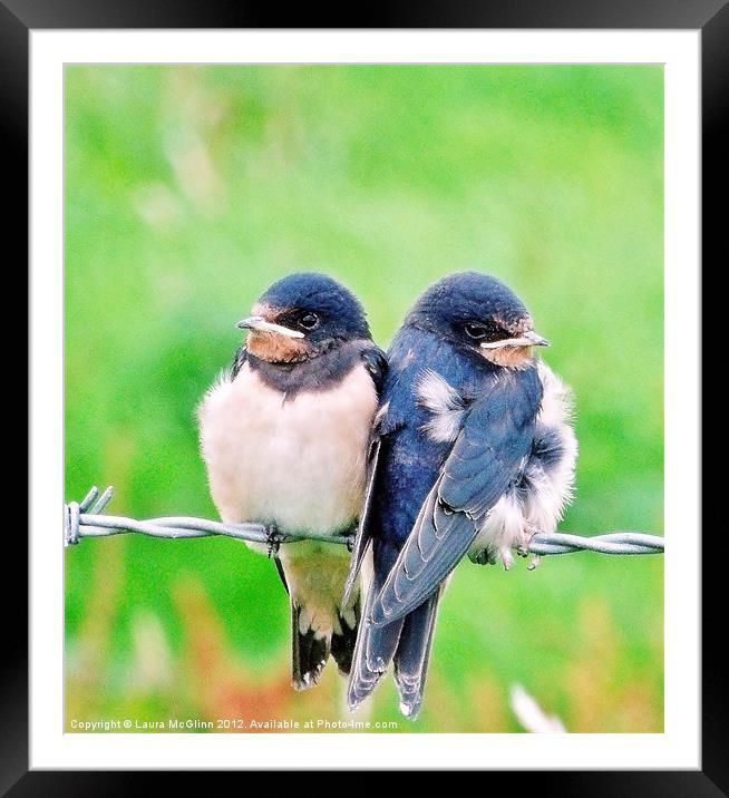 A Swallows Tale Framed Mounted Print by Laura McGlinn Photog