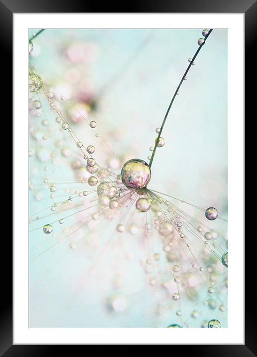 Dandy with a Hint of Pink Framed Mounted Print by Sharon Johnstone