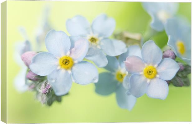 Forget-Me-Not Canvas Print by Sharon Johnstone