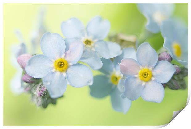 Forget-Me-Not Print by Sharon Johnstone