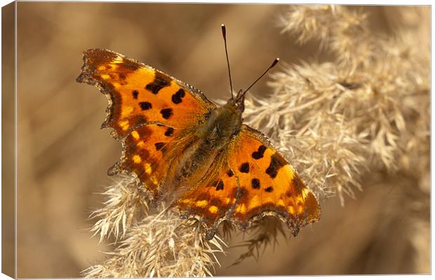 The Comma Canvas Print by Olgast 