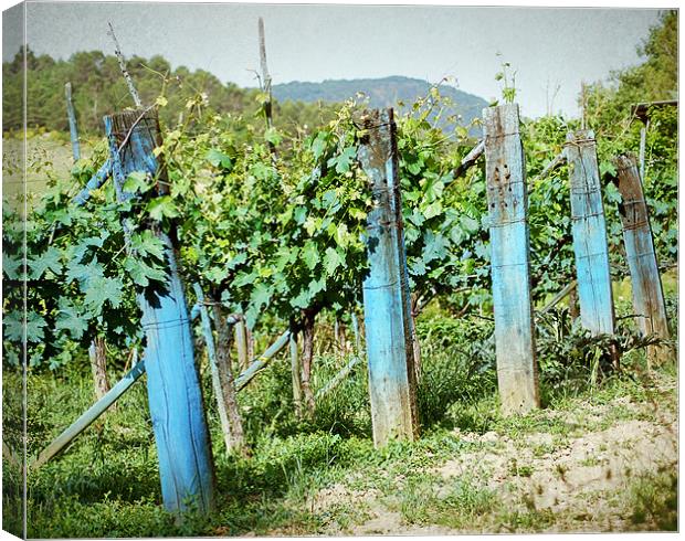 Vineyard in Umbria Canvas Print by Gabriele Rossetti