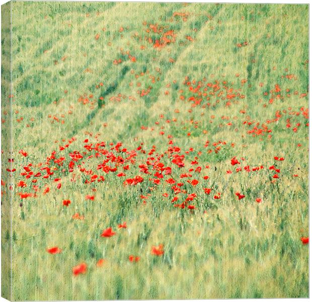 Red poppies field Canvas Print by Gabriele Rossetti