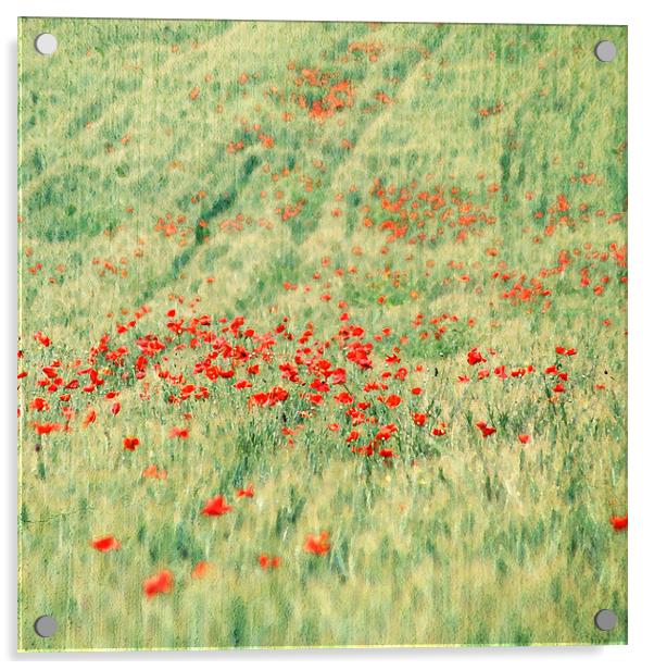 Red poppies field Acrylic by Gabriele Rossetti