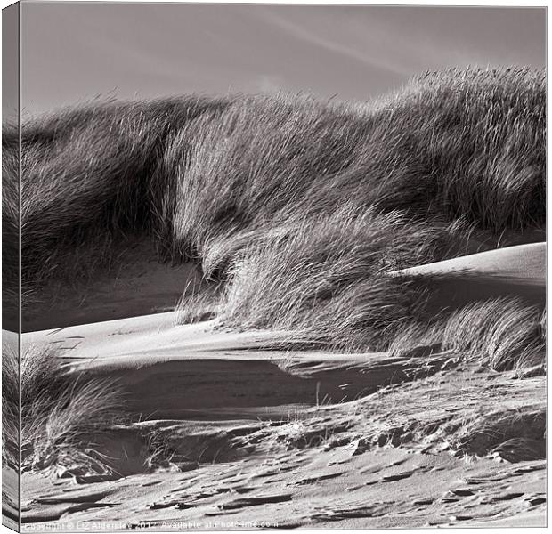 Sand Dunes in Sepia Canvas Print by LIZ Alderdice