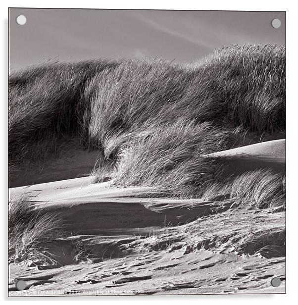 Sand Dunes in Sepia Acrylic by LIZ Alderdice