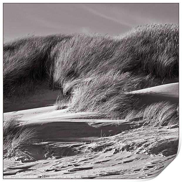 Sand Dunes in Sepia Print by LIZ Alderdice