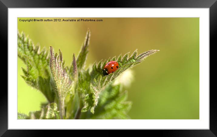 ladybird on nettle Framed Mounted Print by keith sutton
