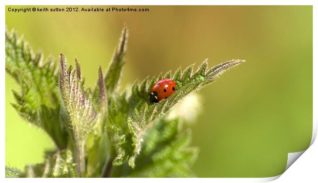 ladybird on nettle Print by keith sutton