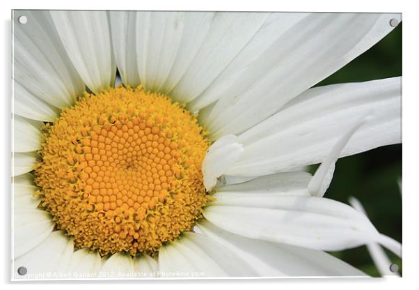 Daisy flower Acrylic by Albert Gallant