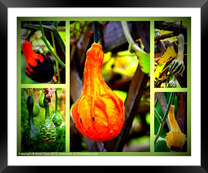 Collage of Gourds Framed Mounted Print by Mick Flynn