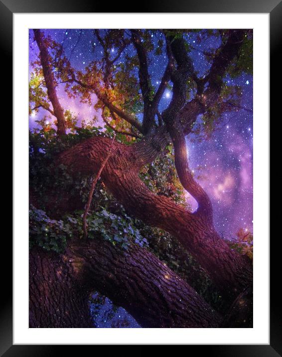 High in the Branches of the Old Oak. Framed Mounted Print by Heather Goodwin