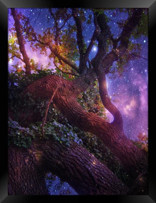 High in the Branches of the Old Oak. Framed Print by Heather Goodwin