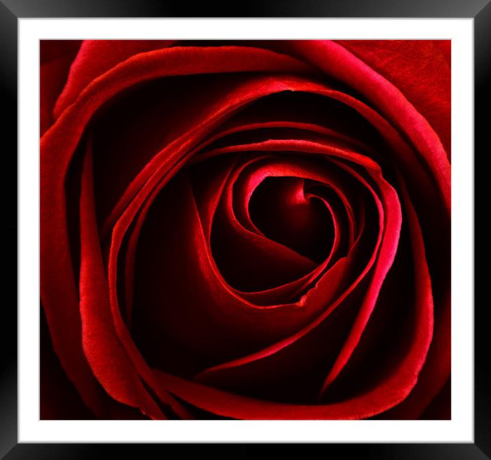 red rose Framed Mounted Print by clayton jordan
