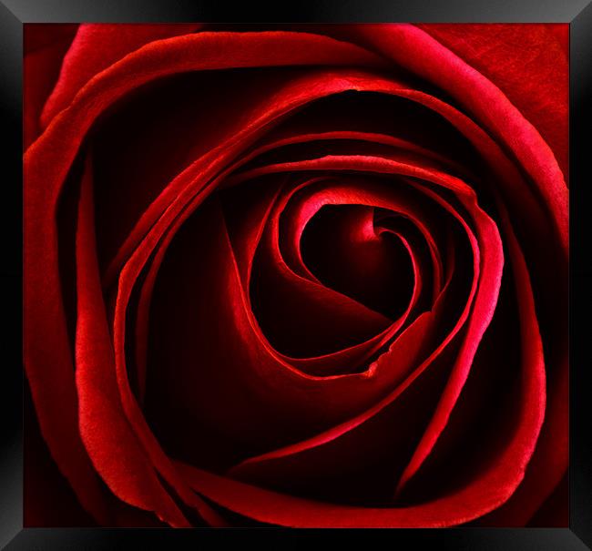 red rose Framed Print by clayton jordan