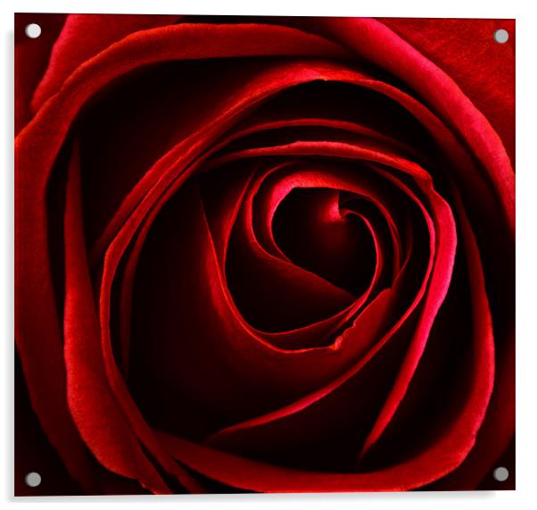red rose Acrylic by clayton jordan