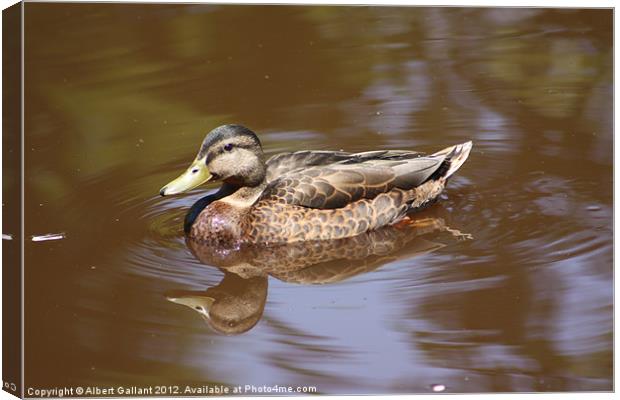 Mallard Duck Canvas Print by Albert Gallant