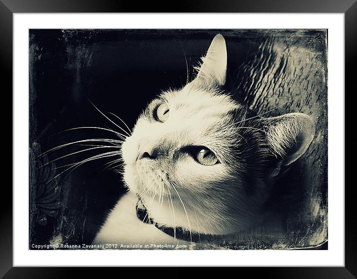 Cat portrait Black & White. Framed Mounted Print by Rosanna Zavanaiu