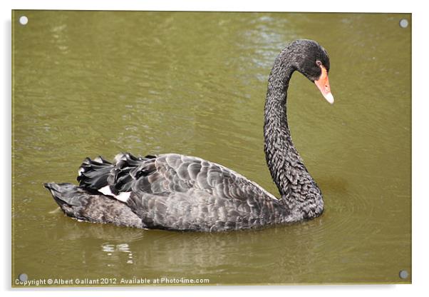 Black swan Acrylic by Albert Gallant