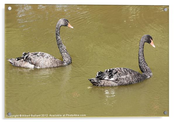 Black swans Acrylic by Albert Gallant
