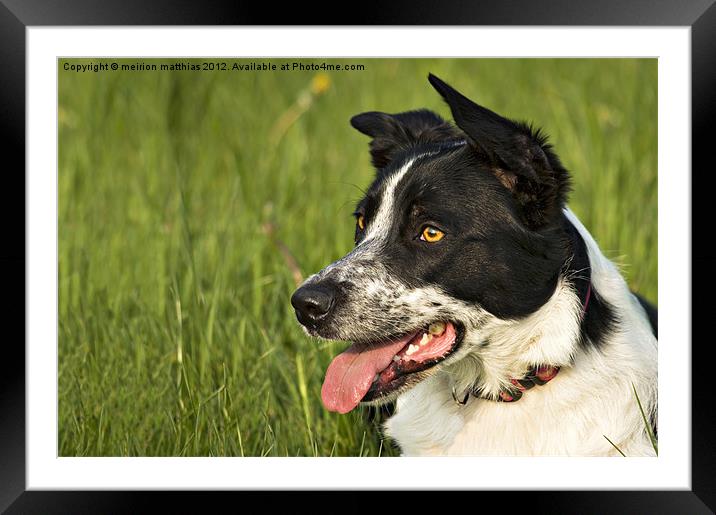 working border collie Framed Mounted Print by meirion matthias