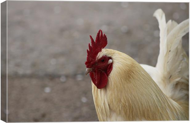 lovely rooster Canvas Print by mark philpott