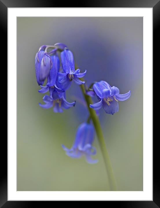 English bluebell   (Hyacinthoides non-scripta) Framed Mounted Print by Peter Oak