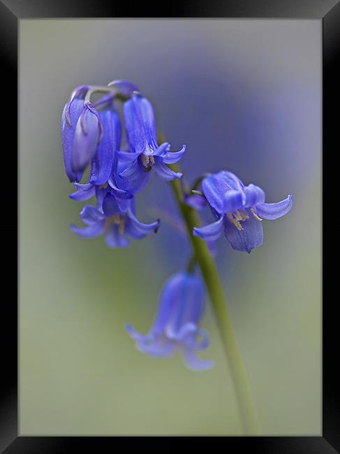 English bluebell   (Hyacinthoides non-scripta) Framed Print by Peter Oak