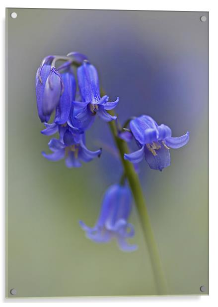 English bluebell   (Hyacinthoides non-scripta) Acrylic by Peter Oak