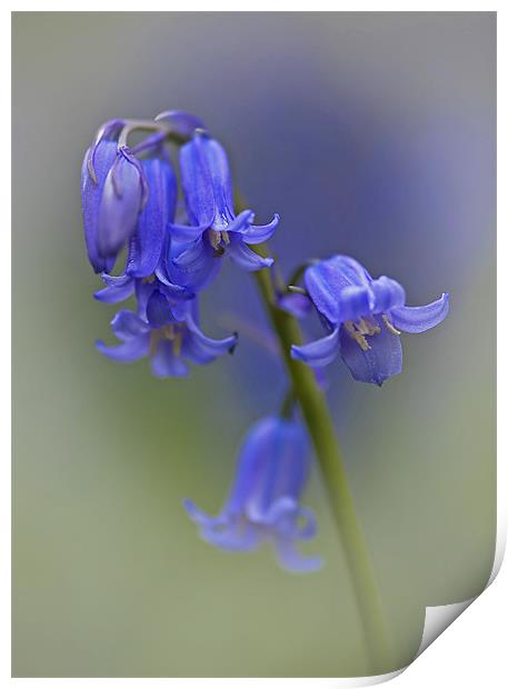 English bluebell   (Hyacinthoides non-scripta) Print by Peter Oak