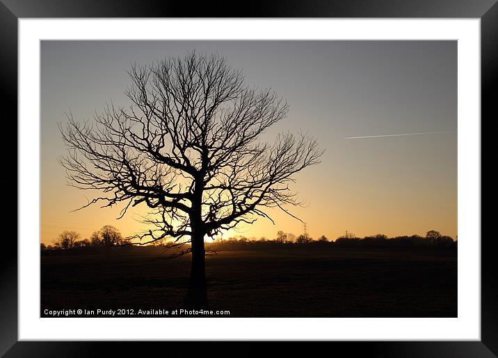 Lone Tree Framed Mounted Print by Ian Purdy