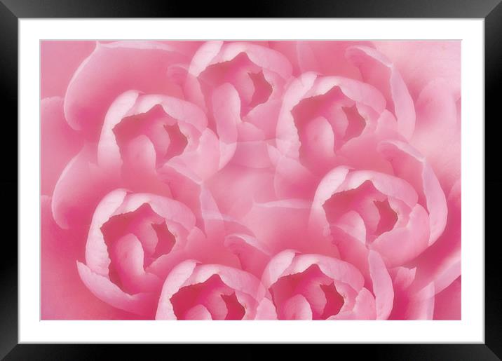 Pink Camellia 7 Framed Mounted Print by Steve Purnell