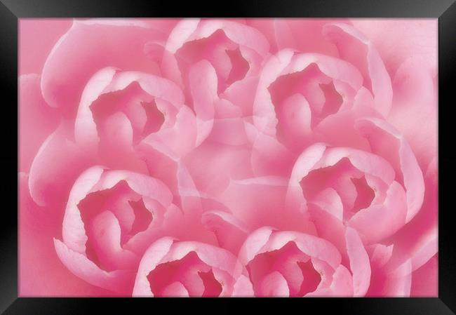 Pink Camellia 7 Framed Print by Steve Purnell