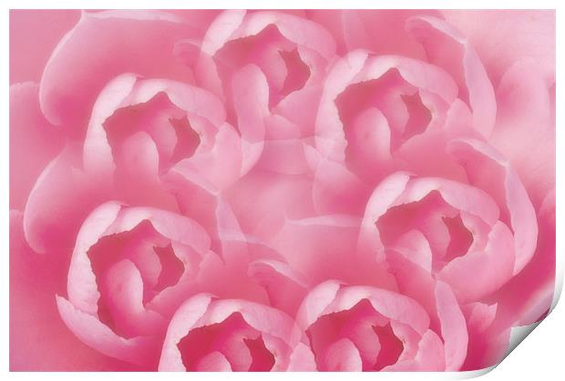 Pink Camellia 7 Print by Steve Purnell