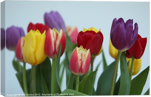 Tulips Canvas Print by Will Holme