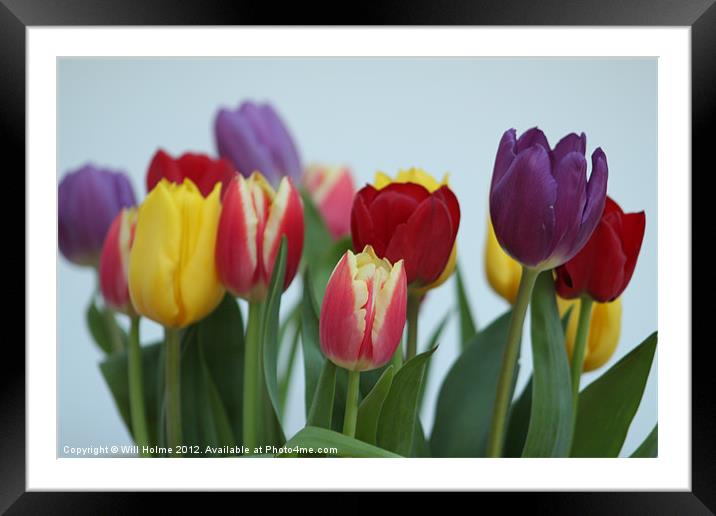Tulips Framed Mounted Print by Will Holme